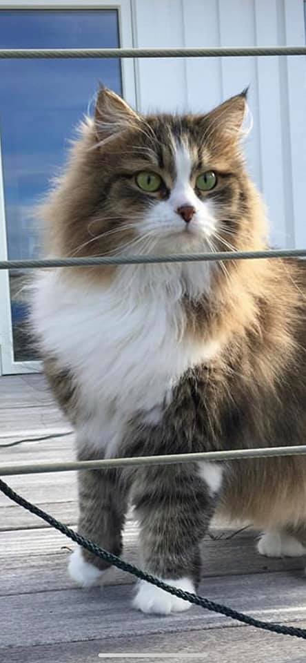 sibirisk katt Europa