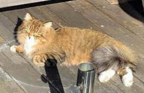 sibirisk katt Lynx