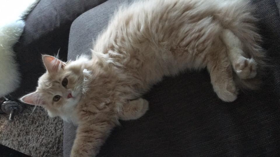 sibirisk katt Boris