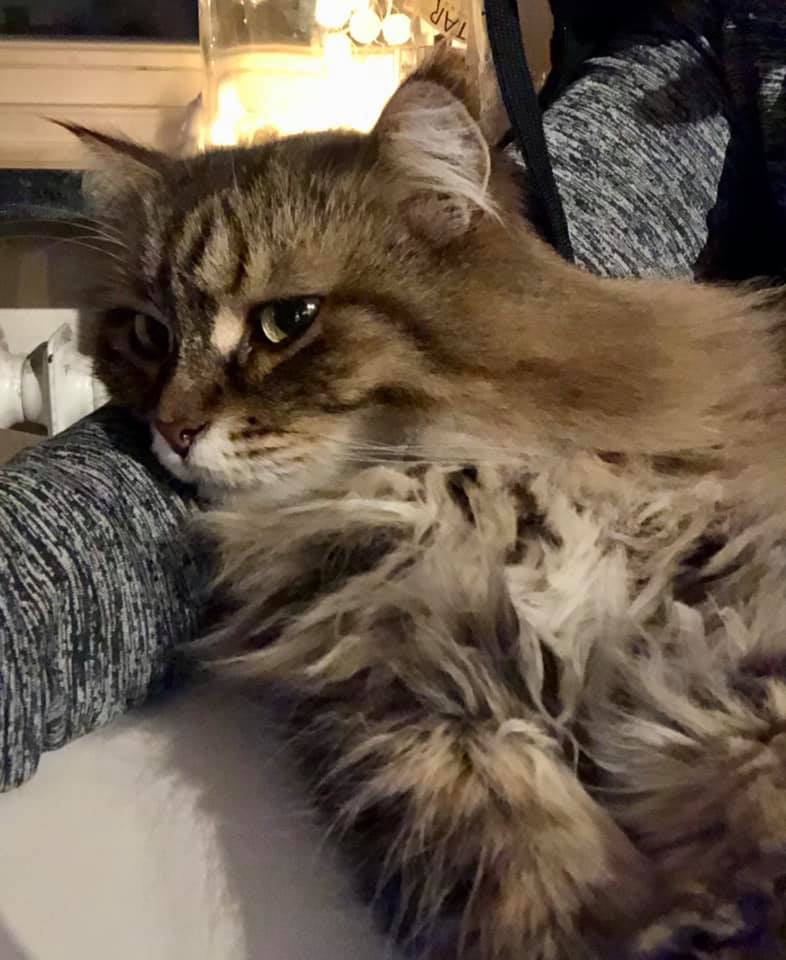 sibirisk katt Vincente