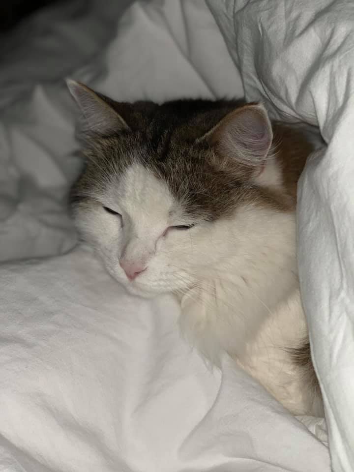 sibirisk katt Polaris
