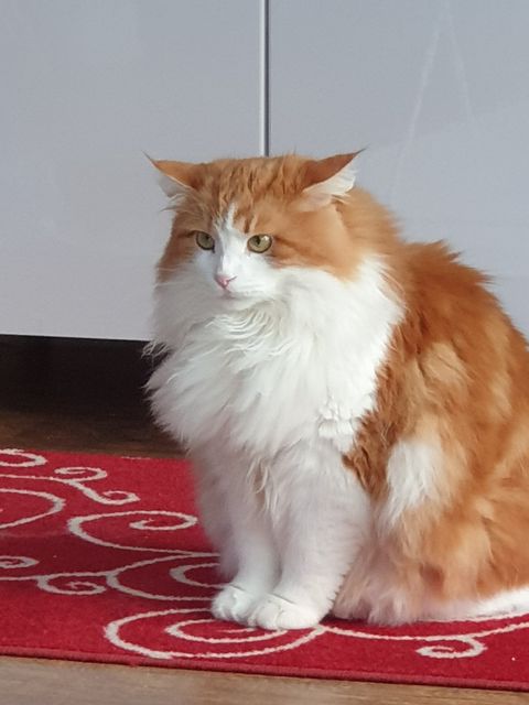 sibirisk katt Rost