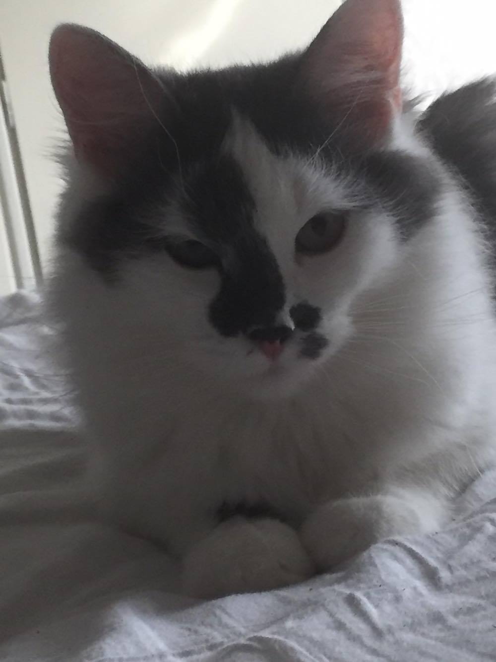 sibirisk katt Yeti