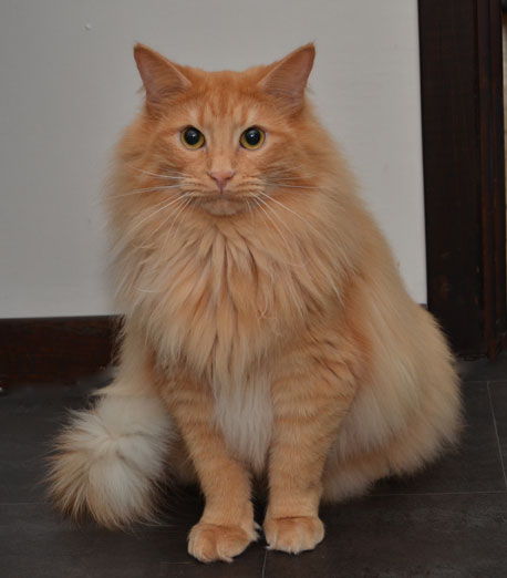 sibirisk katt Indus