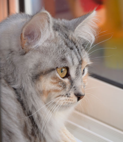 sibirisk katt Zinnie