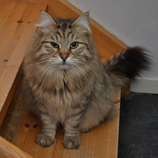 sibirisk katt Gabbie