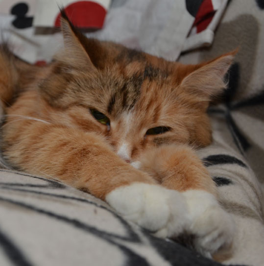 Sibirisk katt Dani