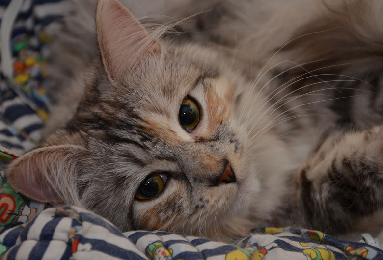 Sibirisk katt Zinnie