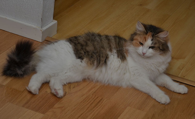 Sibirisk katt Colbie