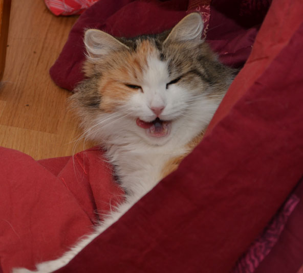 Sibirisk katt Colbie