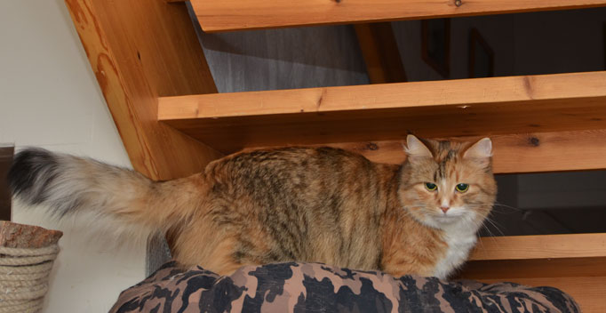 Sibirisk katt Dani