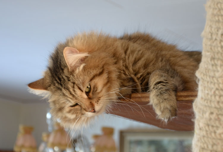 sibirisk katt Gabbie