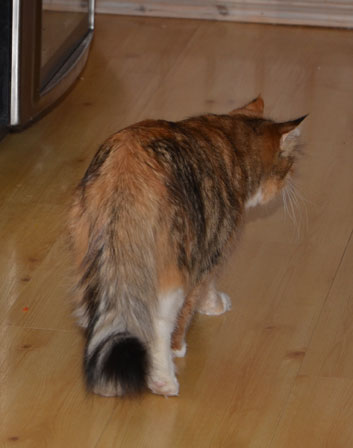 sibirisk katt Dani