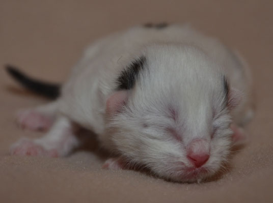 Sibirisk katt Mars