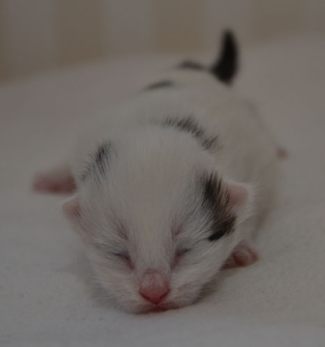 sibirisk kattunge Mars