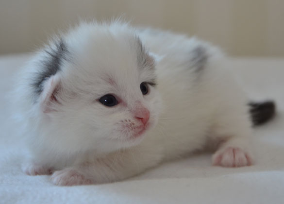 sibirisk kattunge Mars