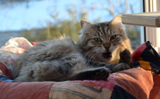 sibirisk katt Gabbie