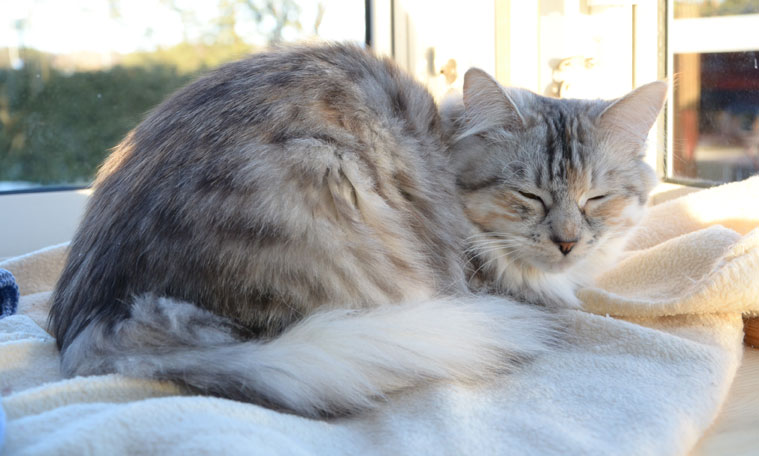sibirisk katt Zinnie