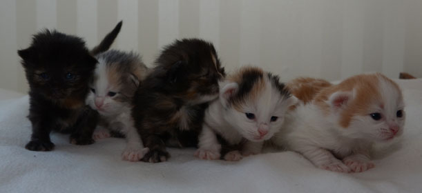 sibirisk kattungar N-kullen