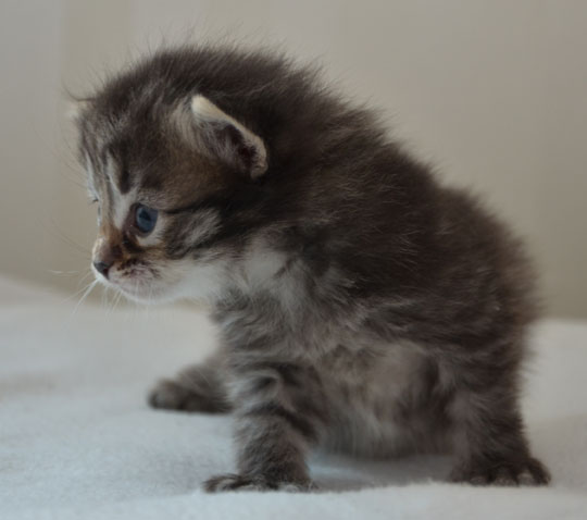 sibirisk kattunge