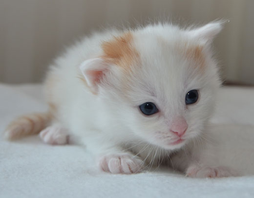 sibirisk kattunge