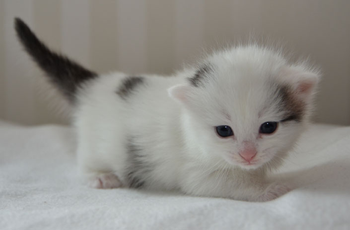 sibirisk kattunge Mars
