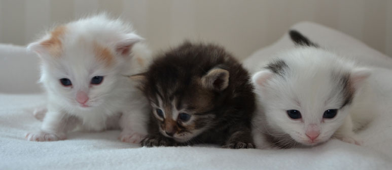 sibirisk katt M-kull