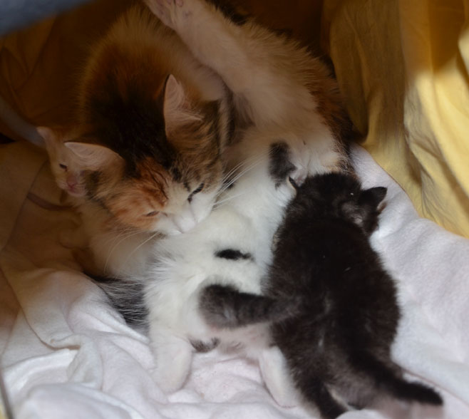Sibirisk kattungar M-kull