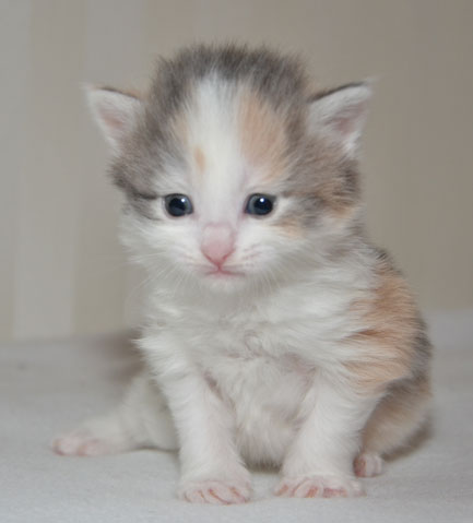sibirisk kattunge Ninzi