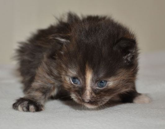 Sibirisk kattunge Nicky