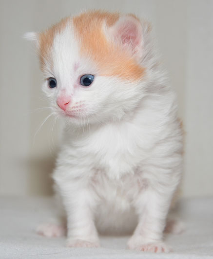 sibirisk katt Newell