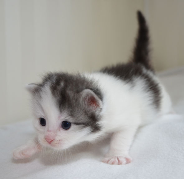 sibirisk kattunge Oskar