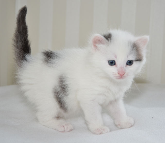 sibirisk kattunge Mars
