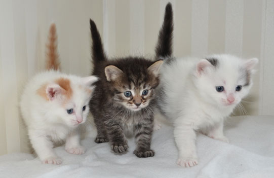 sibirisk kattungar M-kull