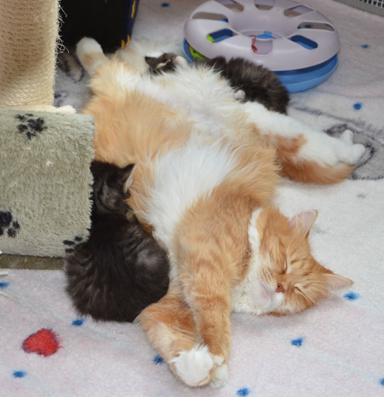 sibirisk kattmamma Queeni