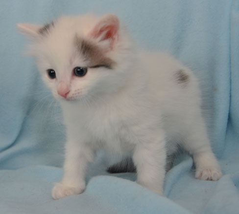 sibirisk kattunge