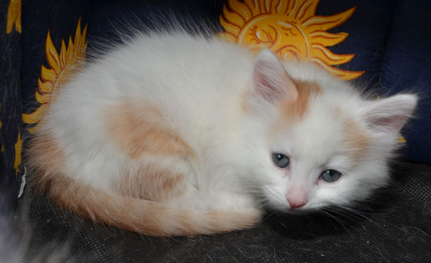 Sibirisk kattunge Mozart