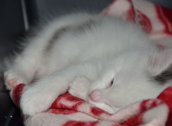 sibirisk kattunge Mars