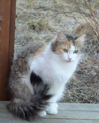 sibirisk katt Colbie