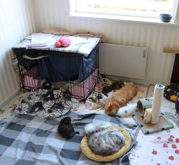 sibiriska kattungar Queeni
