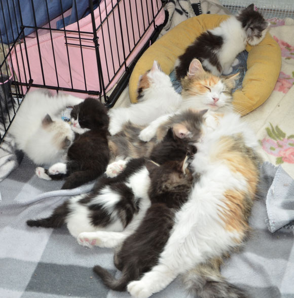 sibiriska kattungar Colbie
