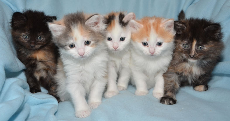 sibirisk kattungar N-kullen