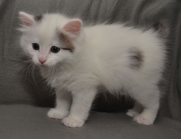 sibirisk kattunge Mars