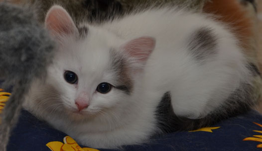 sibirisk kattunge Mars