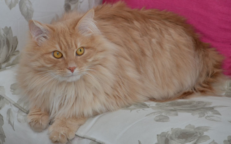 sibirisk katt figaro