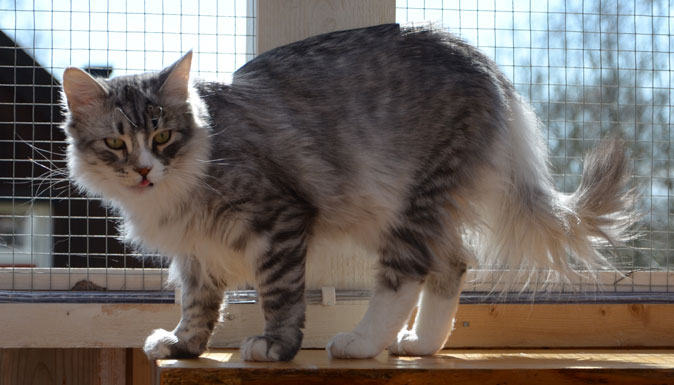 sibirisk katt Leonis