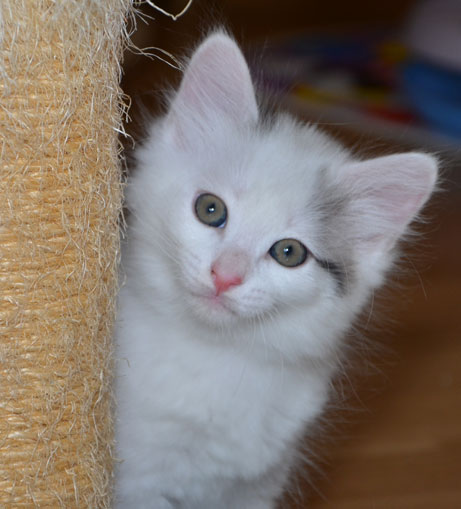 sibirisk kattunge Mars