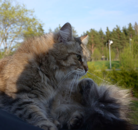 sibirisk katt Gabbie
