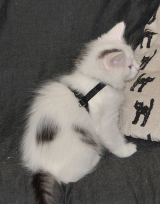 sibirisk kattunge Mars