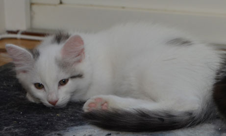sibirisk kattunge